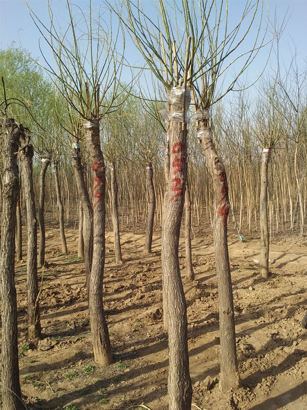 1731220556847050.jpg 21.jpg