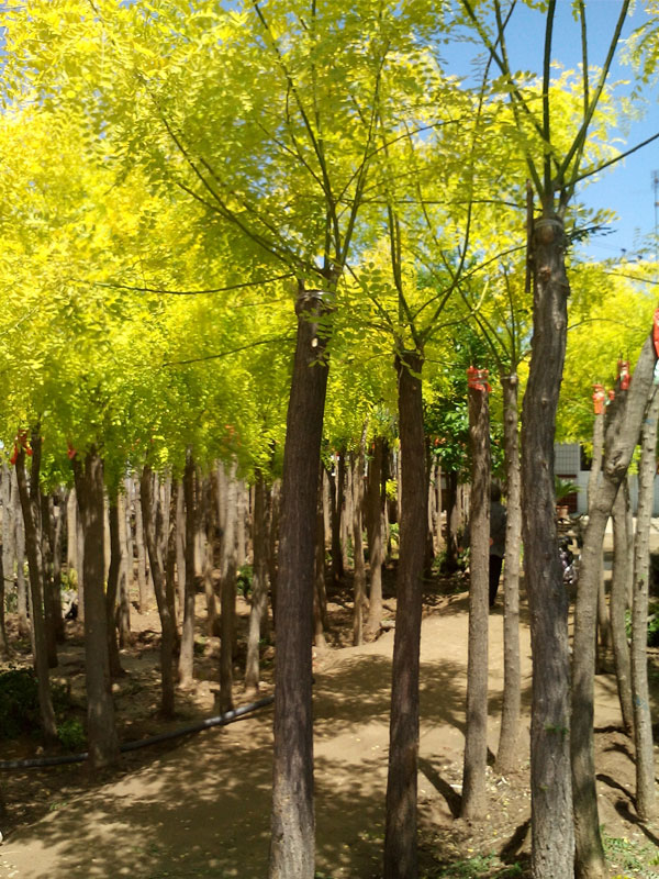 1731220676454913.jpg 3.jpg