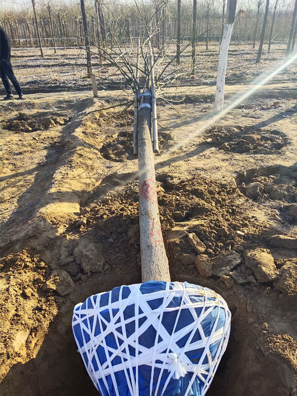 1731220754609105.jpg 29.jpg