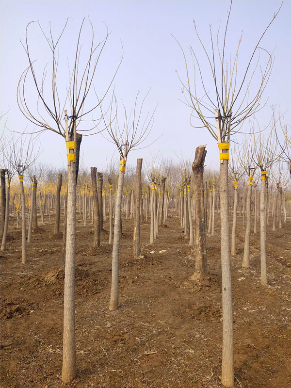 1731220838829555.jpg 30.jpg