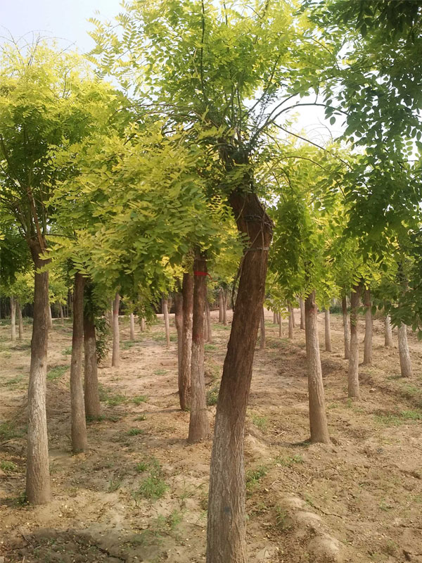 1731221029568856.jpg 23.jpg