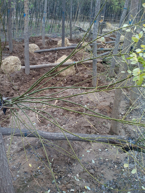 1731221094241733.jpg 16.jpg