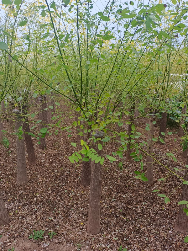 1731221220262546.jpg 34.jpg