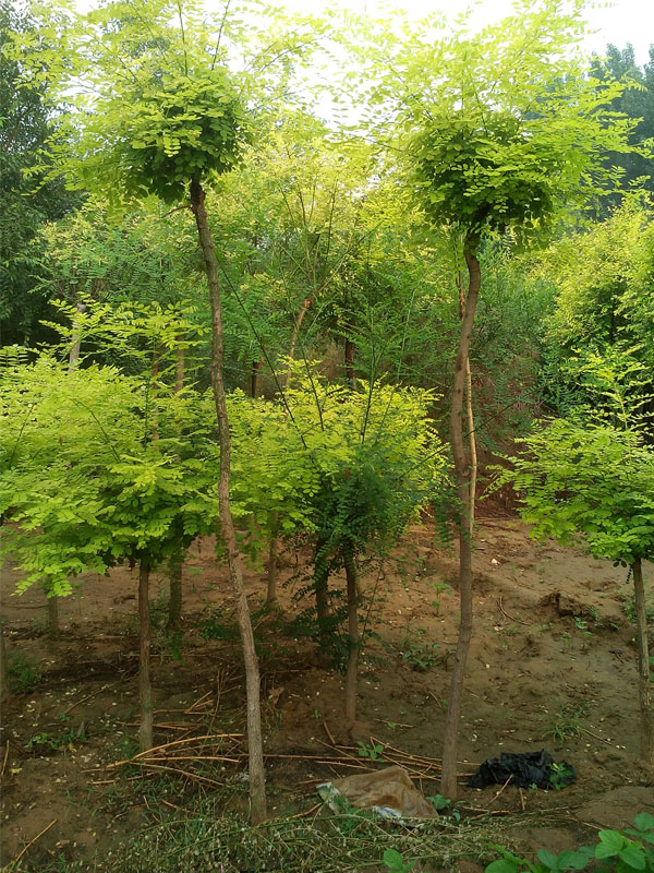 1731221298409573.jpg 10.jpg