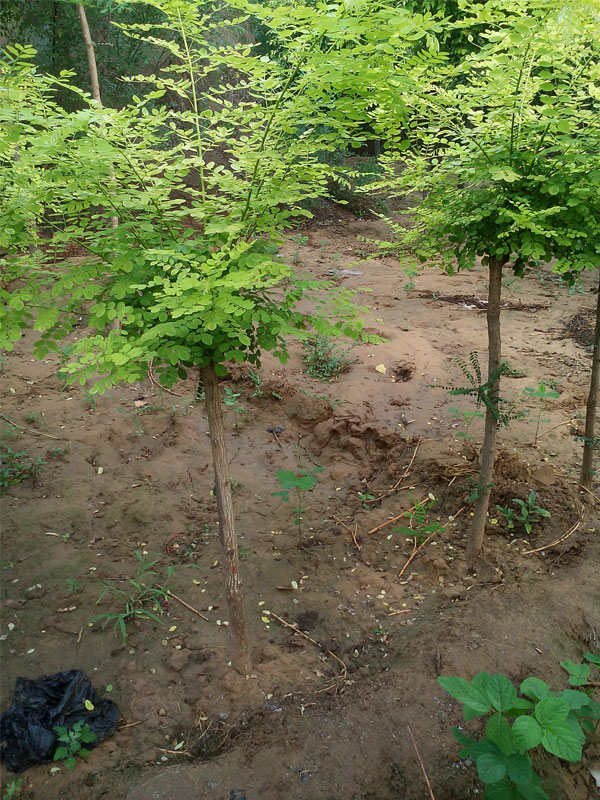 1731221381818712.jpg 11.jpg