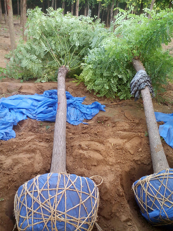 1731221660200810.jpg 9.jpg