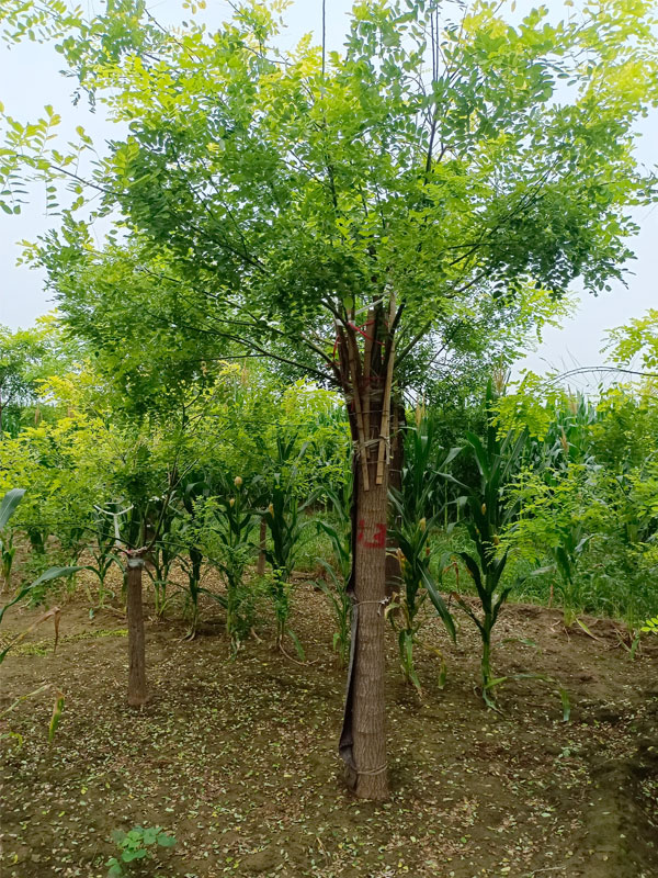 1731224468732089.jpg 33.jpg