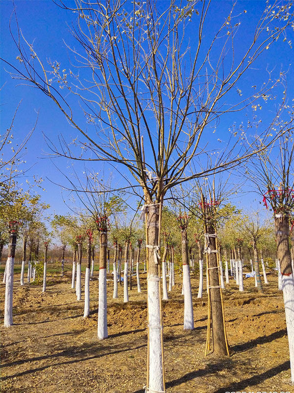 1731224556590264.jpg 28.jpg