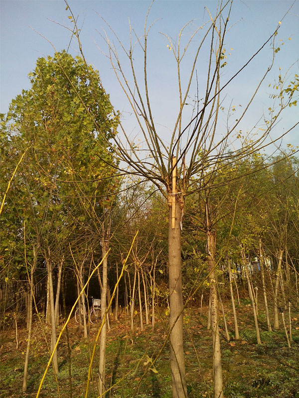 1731224611185488.jpg 15.jpg