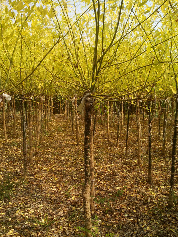 1731224700284216.jpg 14.jpg