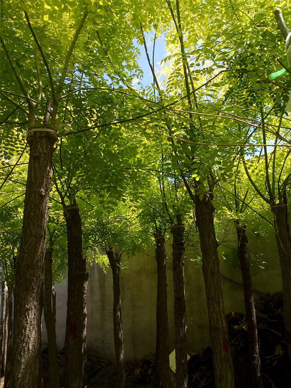 1731224781338920.jpg 4.jpg