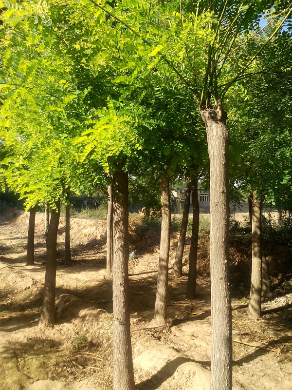 1731225565636034.jpg 6.jpg