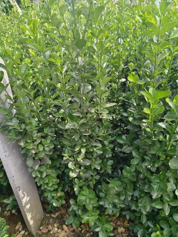 1731657254245247.jpg t (5).jpg