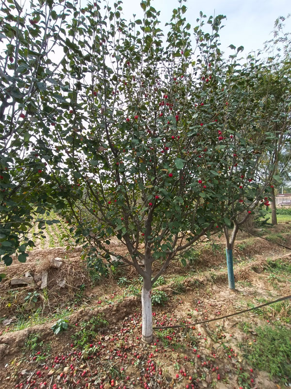 1731737590931131.jpg 1.jpg