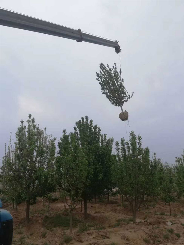 1731737847703261.jpg 15.jpg