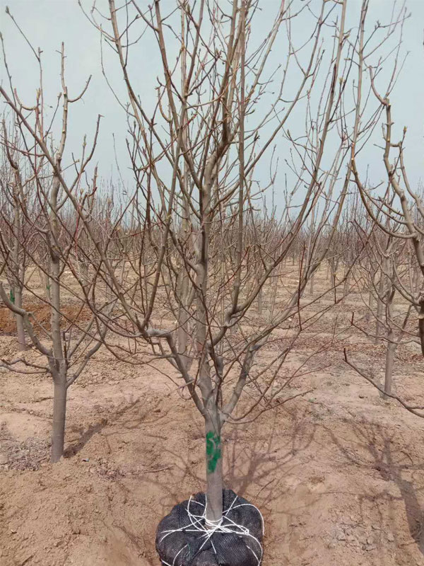 1731738055737992.jpg 26.jpg