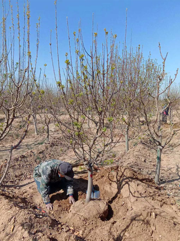 1731738465170216.jpg 25.jpg