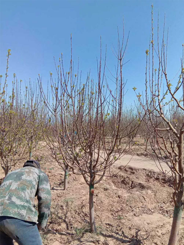 1731738600422931.jpg 24.jpg