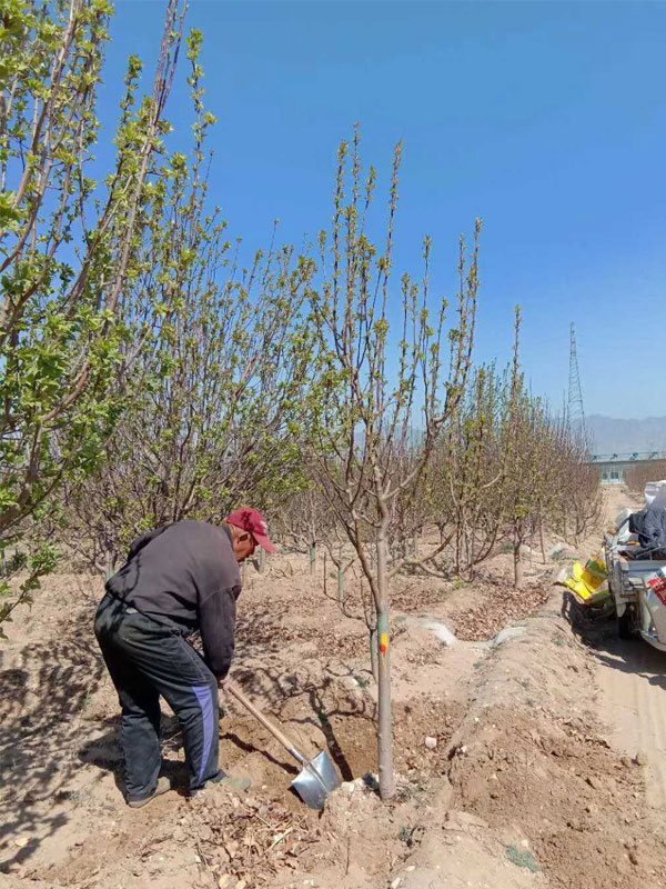 1731738717446650.jpg 22.jpg