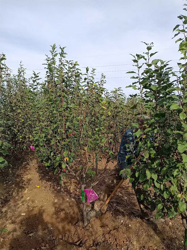 1731738838680065.jpg 9.jpg