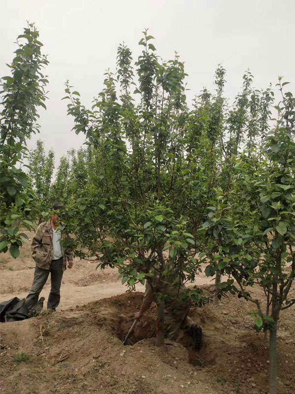 1731739067408592.jpg 10.jpg