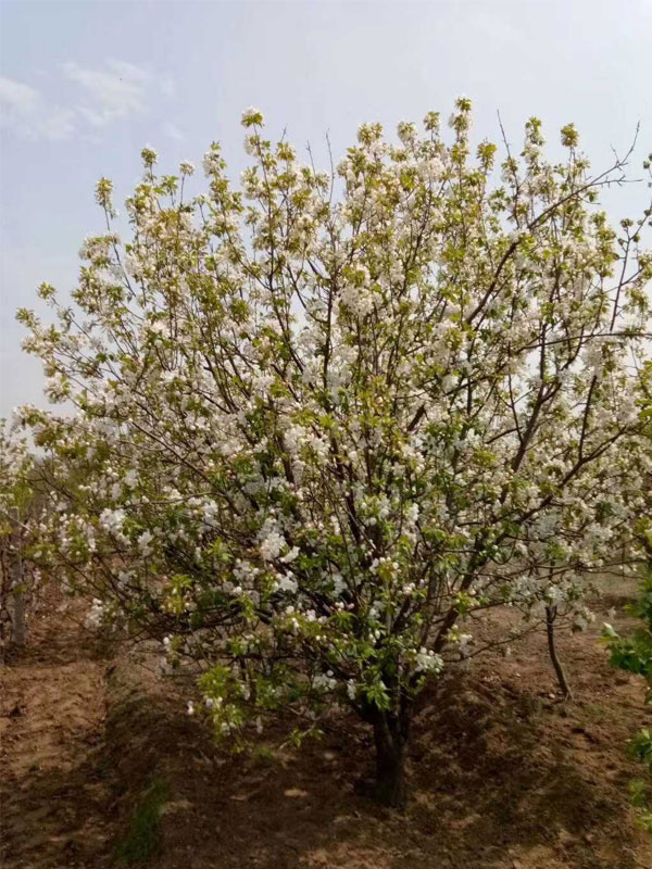 1731739134767181.jpg 31.jpg