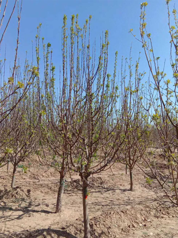 1731739347768542.jpg 23.jpg