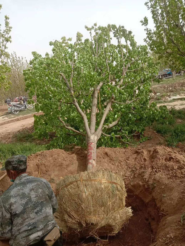 1731739438406525.jpg 17.jpg