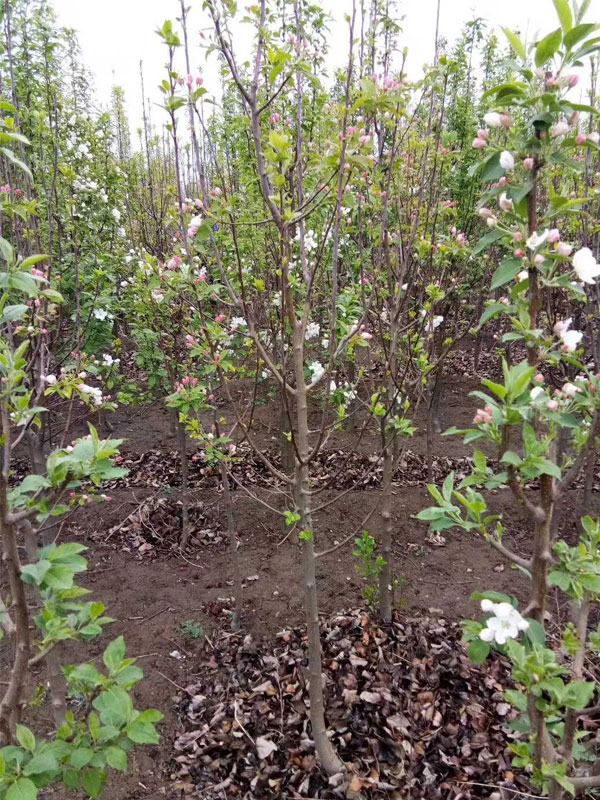 1731739537676671.jpg 28.jpg