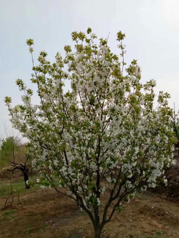 1731739850717420.jpg 29.jpg