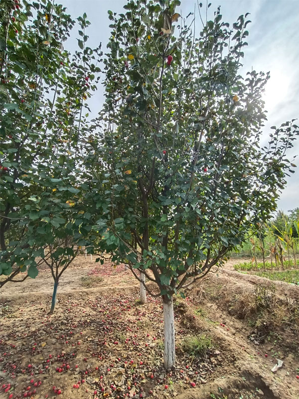 1731740280768157.jpg 3.jpg