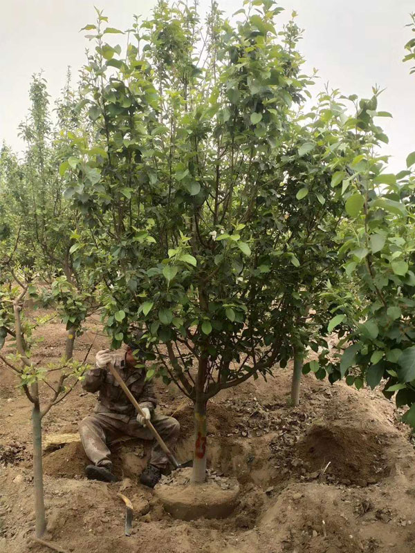 1731740502802914.jpg 12.jpg