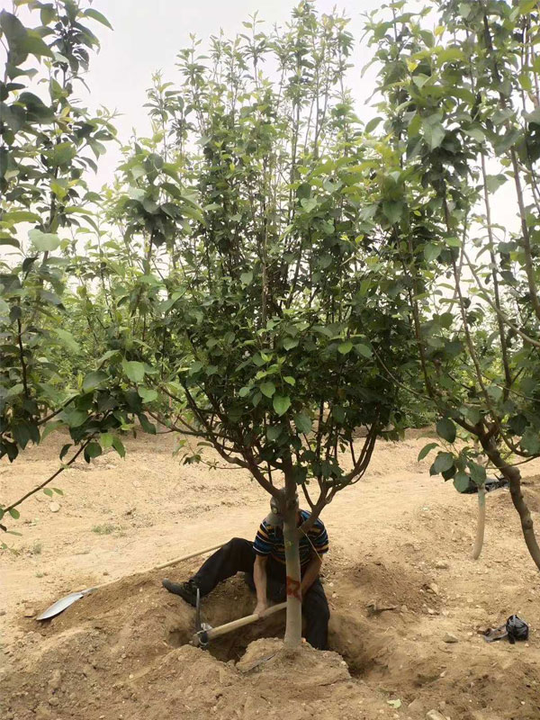 1731740578608370.jpg 11.jpg