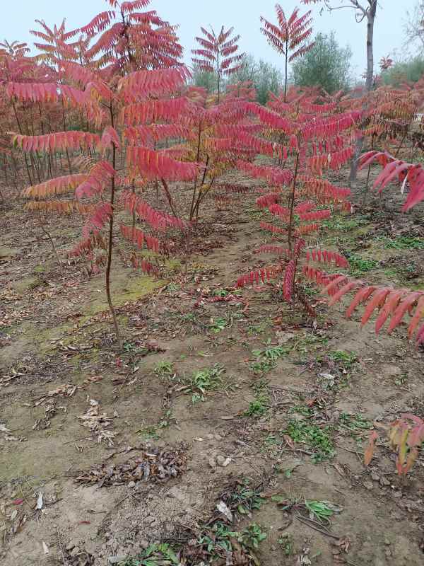 1731832471248869.jpg IMG_20211101_095017.jpg