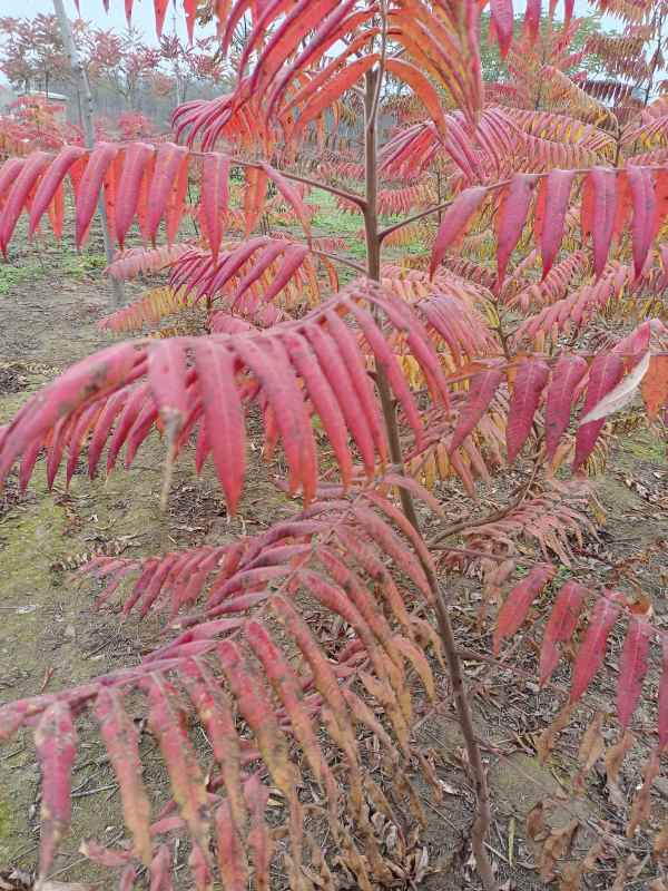 1731832752402160.jpg IMG_20211101_095021.jpg