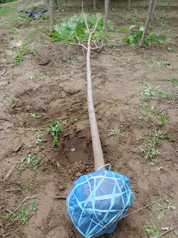 1731832863156044.jpg IMG_20220509_105443.jpg