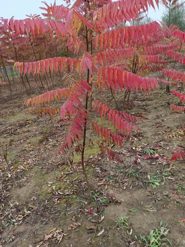 1731832933800449.jpg IMG_20211101_095023.jpg