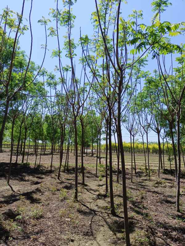 1731833228595525.jpg IMG_20220501_112212.jpg