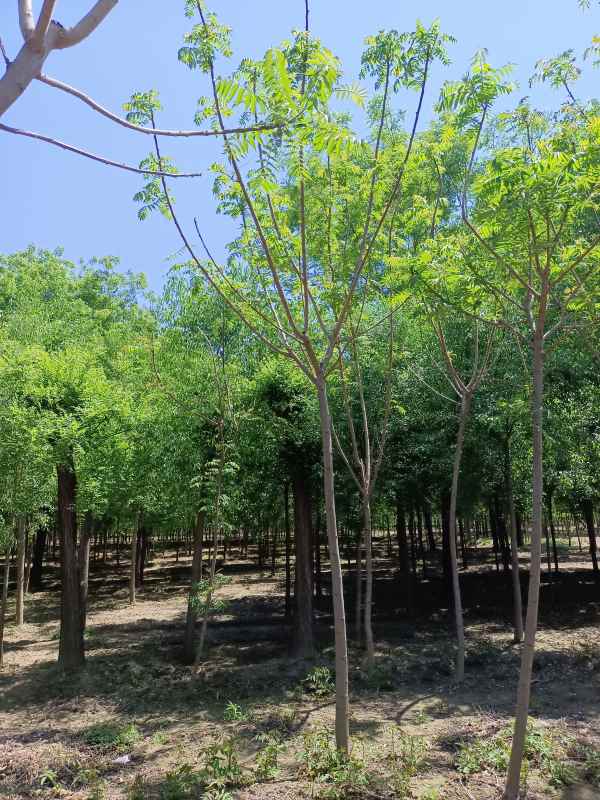 1731833425398826.jpg IMG_20220501_112210.jpg