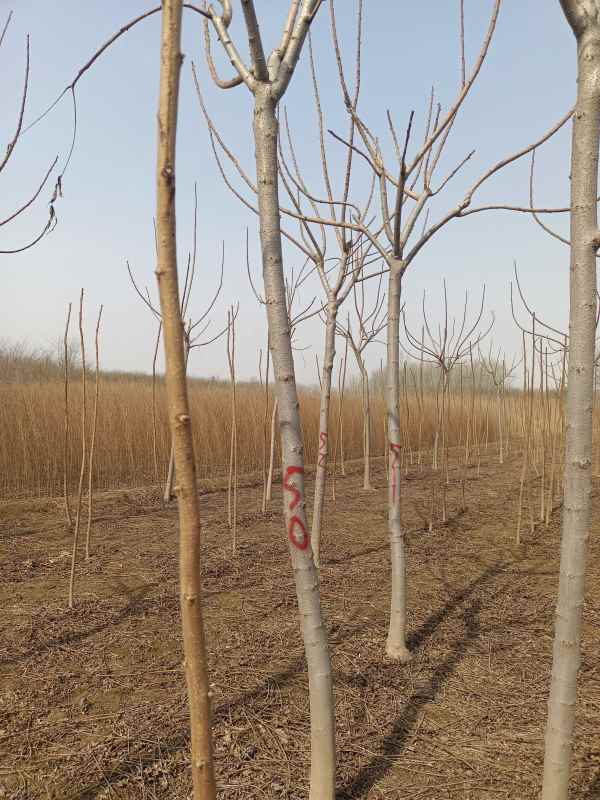 1731833522360980.jpg IMG_20220306_130220.jpg