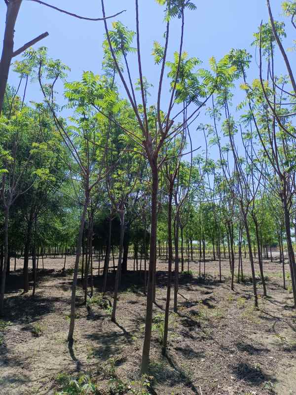 1731833704670709.jpg IMG_20220501_112207.jpg