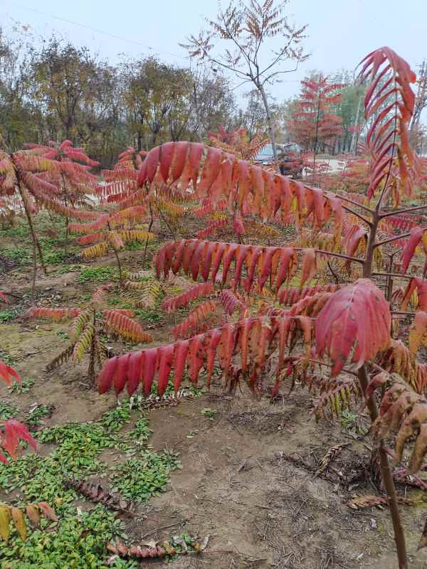 1731833828299782.jpg IMG_20211101_095031.jpg