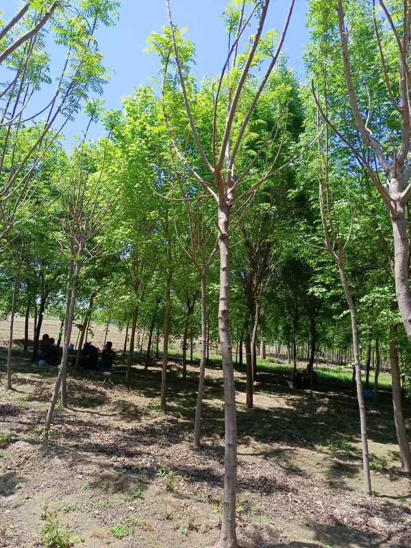 1731833907344473.jpg IMG_20220501_112205.jpg