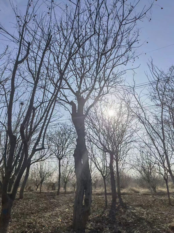 1731993746688267.jpg 36.jpg