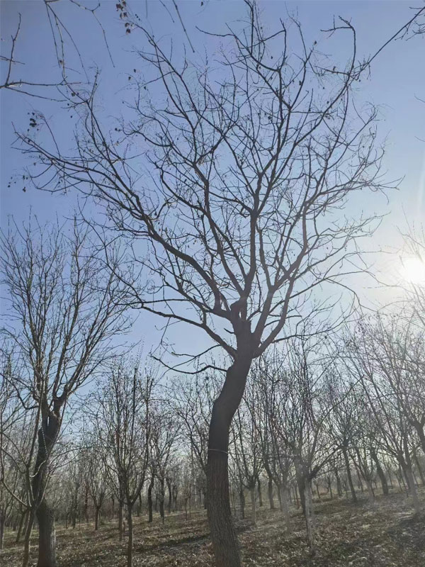 1731993879887751.jpg 35.jpg