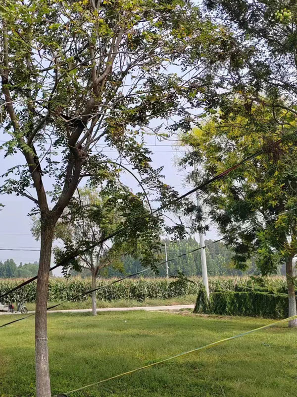 1731995240618843.jpg 30.jpg