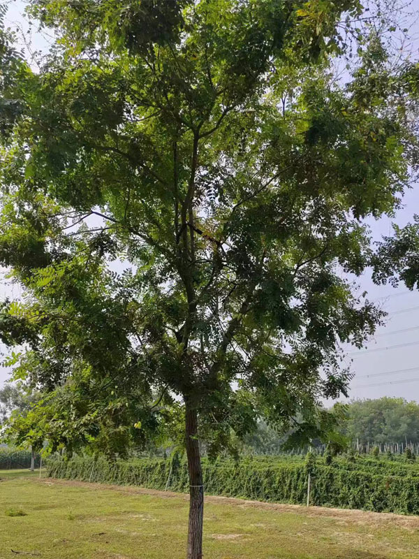 1731995324934498.jpg 29.jpg