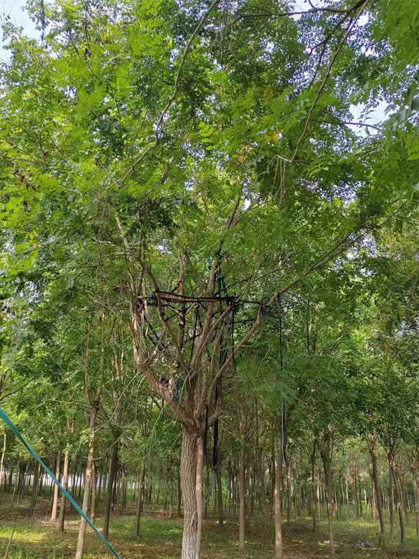 1731995394350035.jpg 28.jpg