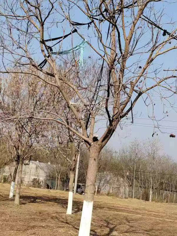 1731995595583744.jpg 25.jpg