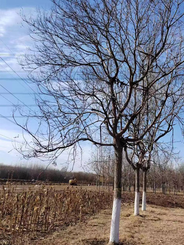 1731996185656787.jpg 22.jpg